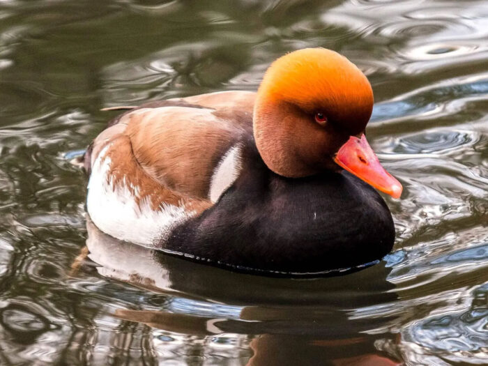Nette-rousse