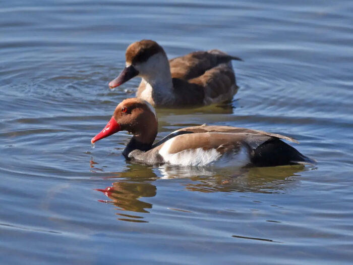 Nette-rousse3