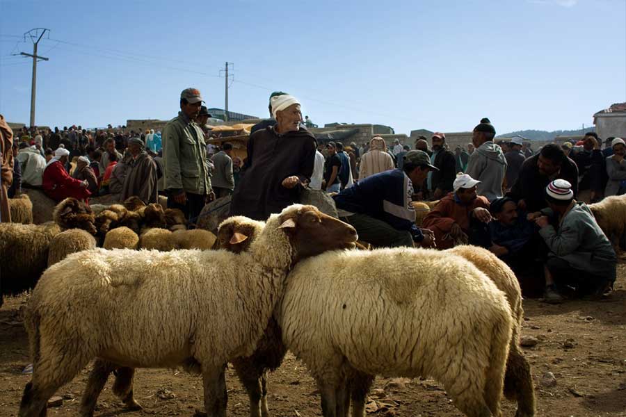 souk-ovin-traditionnel-hebdomadaire-moyen-atlas