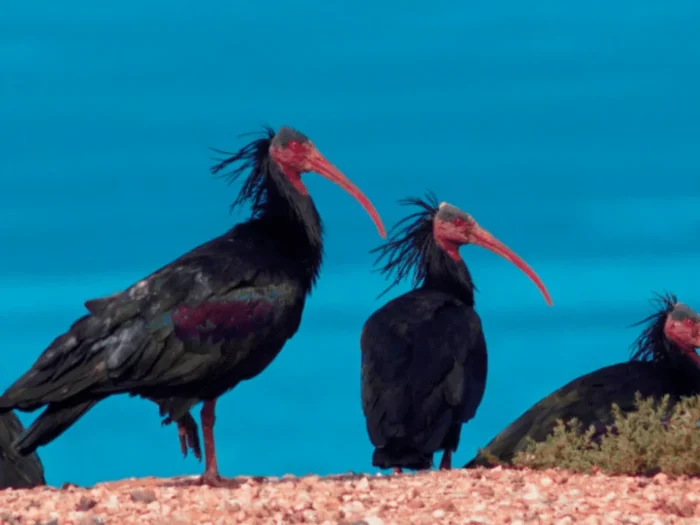 Ibis Chauve