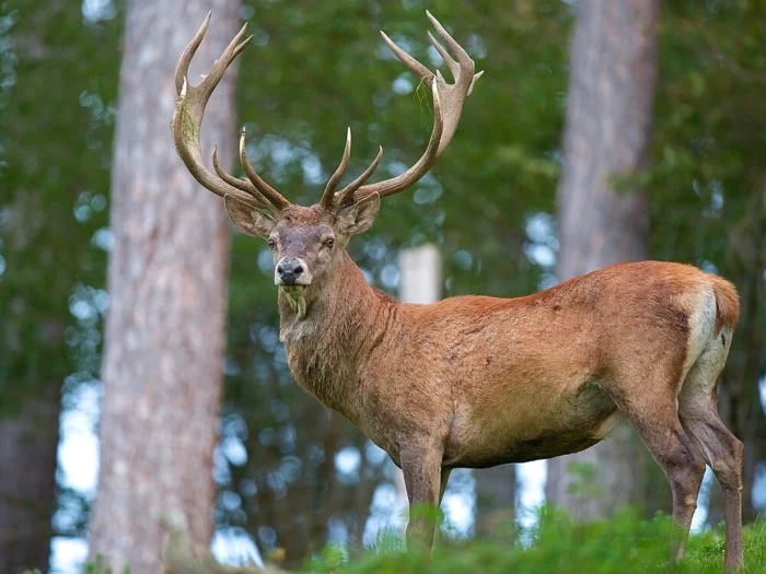 cerf